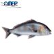 Omer Fish Target Dentex
